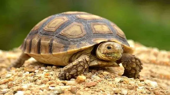 مهربان ترین لاک پشت را ببینید + فیلم