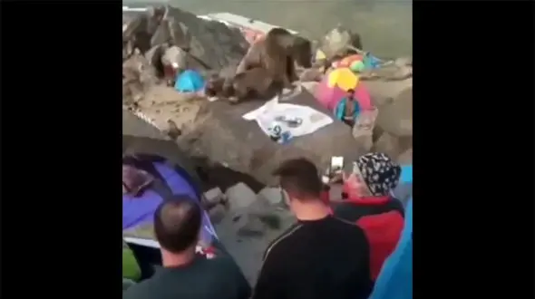 فیلم دورهمی خرس سبلان با توله‌ هایش با کوهنوردان تبریزی + فیلم شگفت انگیز