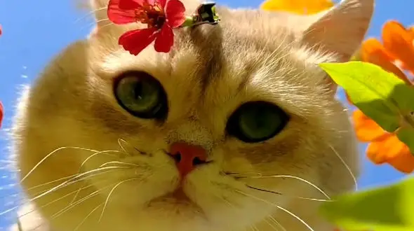 فیلم گربه در حال لذت بردن از جکوزی