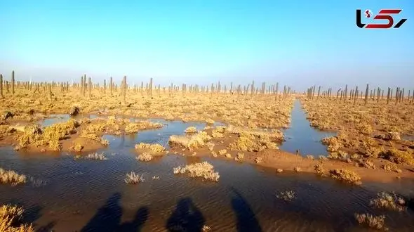 Bahmanshir Saltier Than the Persian Gulf: A Collapse of Ecological Balance in Southern Karun + Video