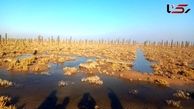 Bahmanshir Saltier Than the Persian Gulf: A Collapse of Ecological Balance in Southern Karun + Video