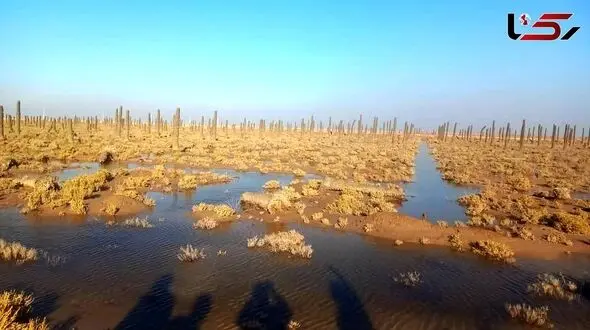 Bahmanshir Saltier Than the Persian Gulf: A Collapse of Ecological Balance in Southern Karun + Video