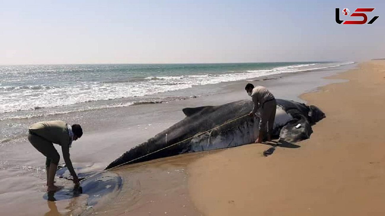 کشف لاشه نهنگ گوژپشت در سواحل کنارک + عکس