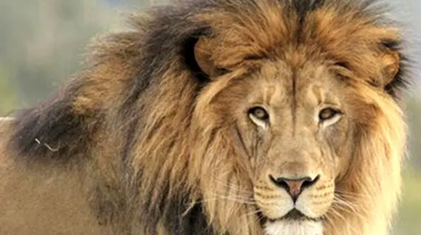 (تصویر) بزرگترین شیر جهان چقدر بزرگ است؟ 