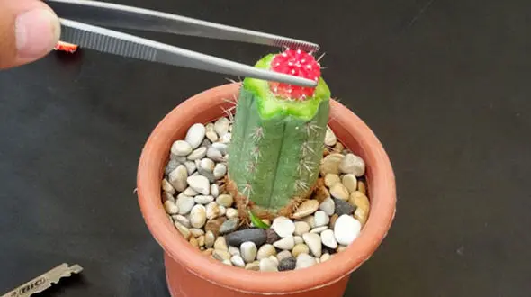 نحوه پیوند زدن کاکتوس + فیلم