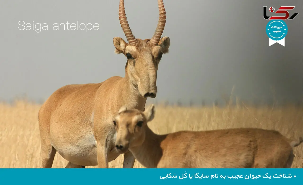 بز کوهی عجیب با بینی گنده به نام سایگا +عکس
