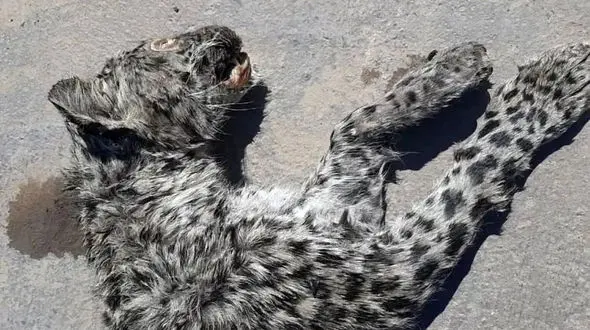 کشف لاشه یک توله پلنگ در منطقه طارم سفلی در استان قزوین + عکس