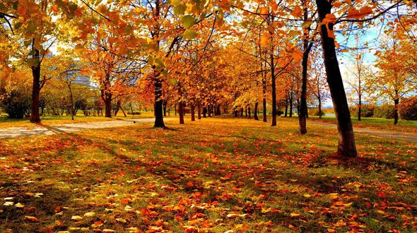 فصل پاییز بهترین زمان برای شستن فرش است