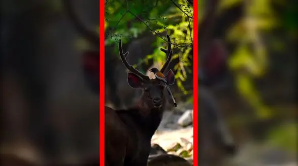 فیلم همزیستی دیدنی پرنده زیبا با گوزن در جنگل