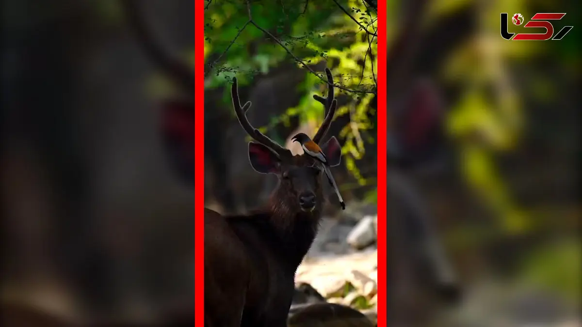 فیلم همزیستی دیدنی پرنده زیبا با گوزن در جنگل