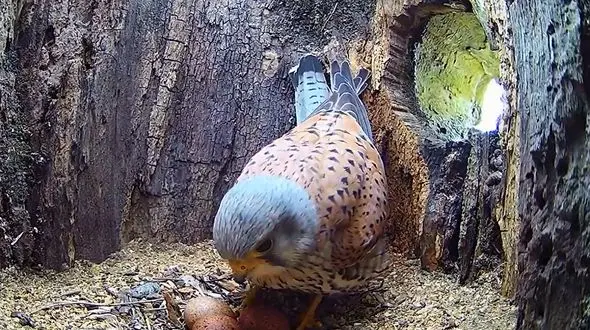 مراقبت شبانه روزی پرنده از تخم‌هایش + فیلم