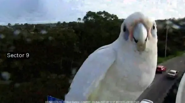 شیطنت یک طوطی در مقابل دوربین راهنمایی و رانندگی در آزادراه + فیلم