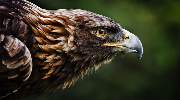 ببینید / رخ به رخ پرندگان در حیات وحش + فیلم