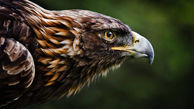 ببینید/ تصاویری عجیب از پلک زدن عقاب در نمایی آهسته + فیلم حیرت آور