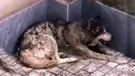 گرگ بی نوا از دست حمله سگ های ولگرد به خانواده کرجی پناه برد + فیلم