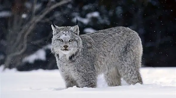 فیلم جولان سیاه گوش و توله هاش بعد از شکار بز وحشی/ در البرز رخ داد