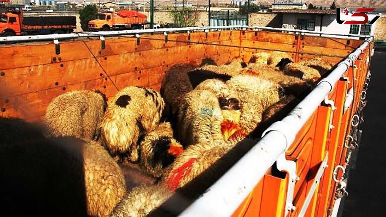 260 راس گوسفند قاچاق تحویل دامپزشکی شد