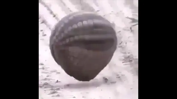 این حیوان شعبده بازی می کند! / فیلم