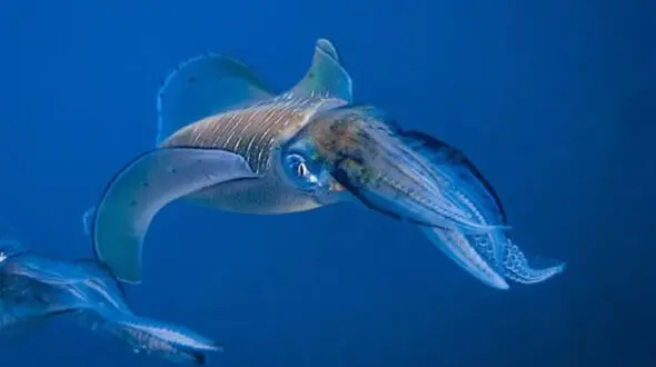 عجیب ترین تغییر رنگ در دنیای ماهی ها + فیلم