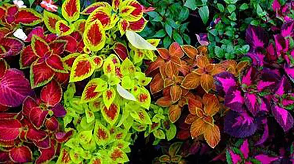 کاشت گیاه حسن یوسف از طریق بذر + فیلم