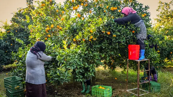 عکس هایی زیبا از برداشت پرتقال در گلستان 