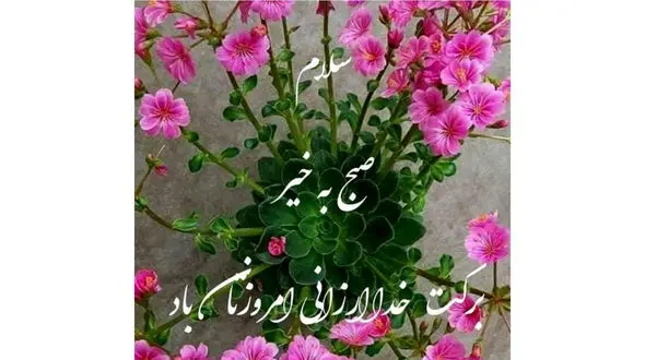 فال ابجد امروز / 29 دی + فیلم