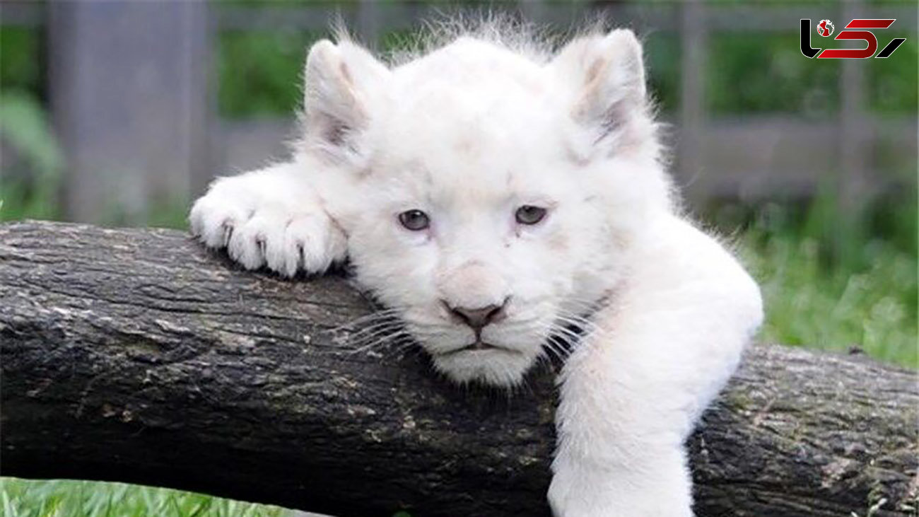 بچه شیر سفید در ایران مشاهده شد + عکس
