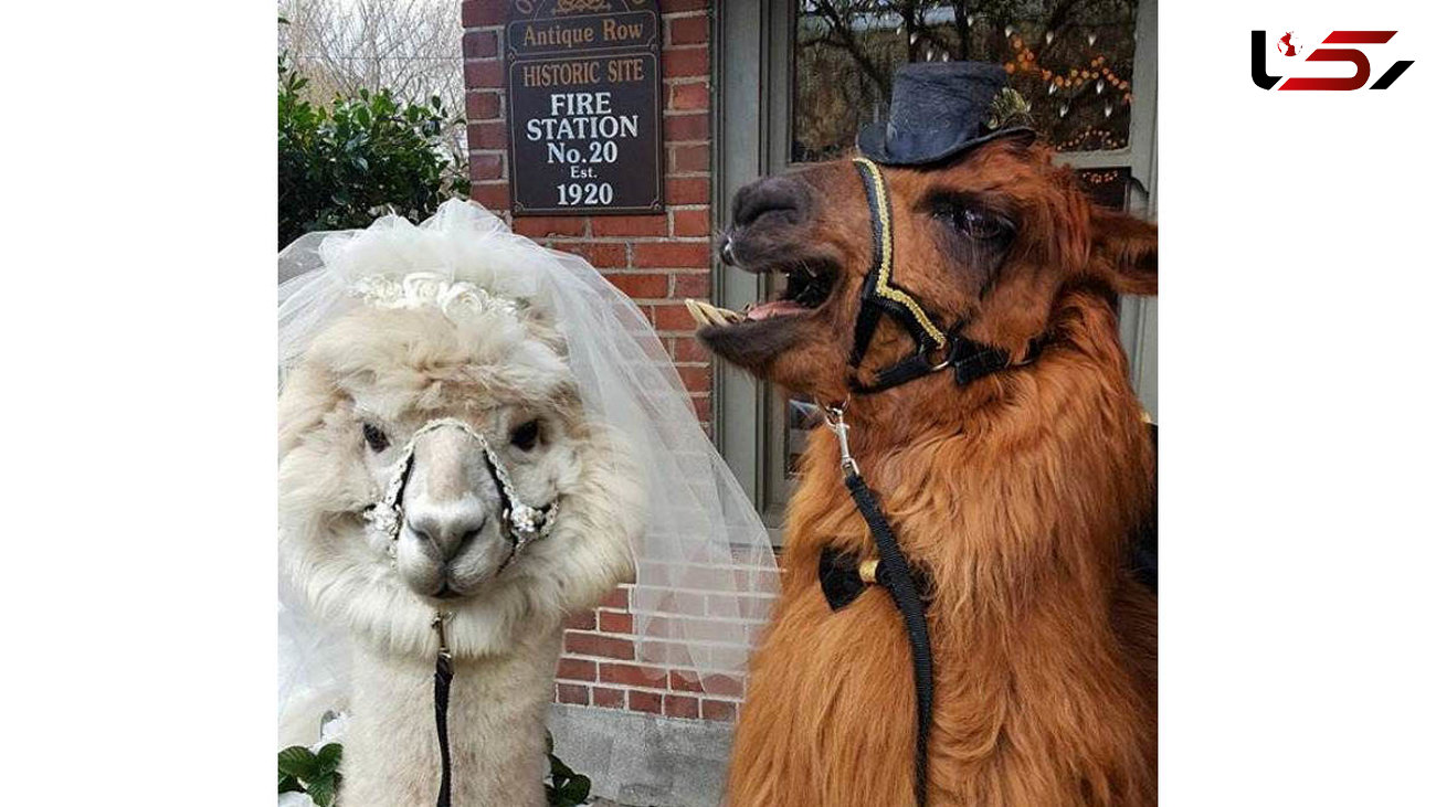 شترهایی که ساقدوش عروس و داماد شدند+عکس