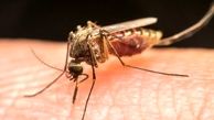 برای پیشگیری از عفونت مالاریا آنتی بادی جدید شناسایی شد