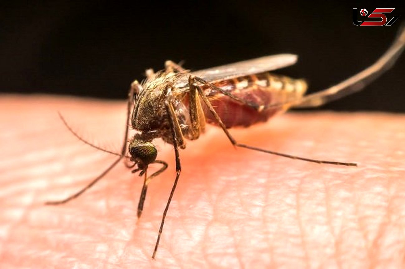 برای پیشگیری از عفونت مالاریا آنتی بادی جدید شناسایی شد