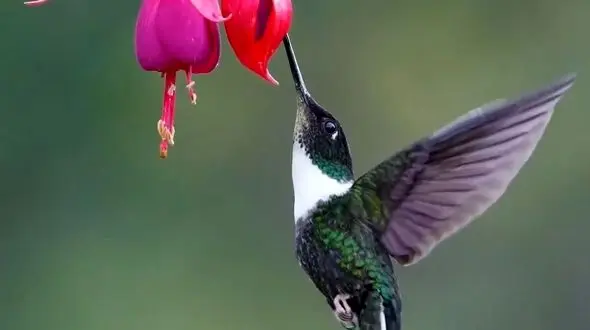 حس خوب زندگی در طبیعت