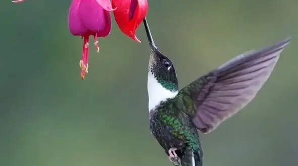 حس خوب زندگی در طبیعت