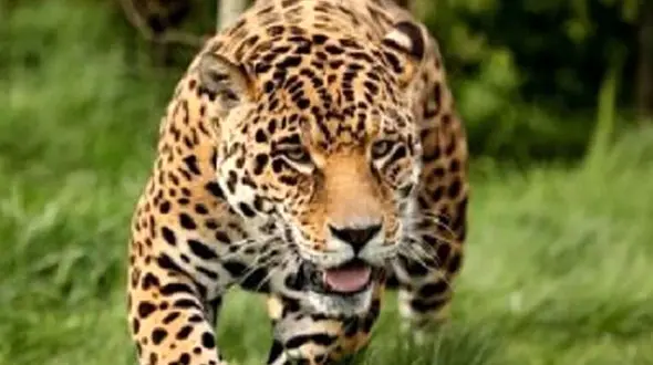 وحشت از پرسه های پلنگ در نزدیکی شهر گرگان / هشدار به مردم: مراقب باشید + جزییات