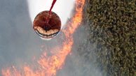 تکرار آتش سوزی های عمدی در تالاب انزلی / ضرورت اهتمام مسئولانه برای حفظ تالاب