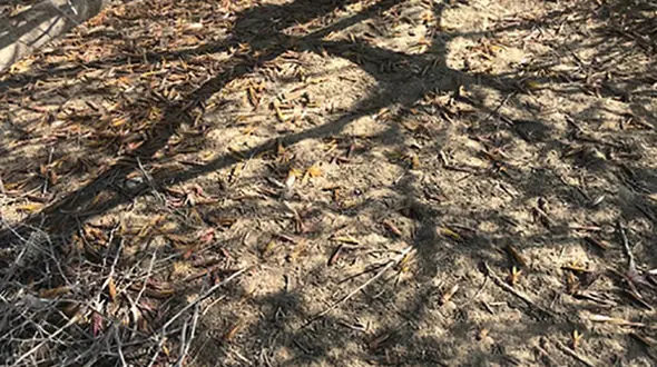 هجوم ملخ‌ها به سیستان و بلوچستان + فیلم