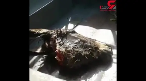  کشف سر بریده الاغ در کهگیلویه و بویراحمد / گوشت آنرا به خورد مردم داده اند!+ فیلم