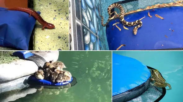 این اختراع حیوانات را از مرگ وحشتناکی حفظ می کند+فیلم