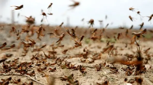 آفات عربستانی اسفند به ایران می رسند / 80 هزار هکتار از اراضی کشور درگیر مبارزه با ملخ ها می شود