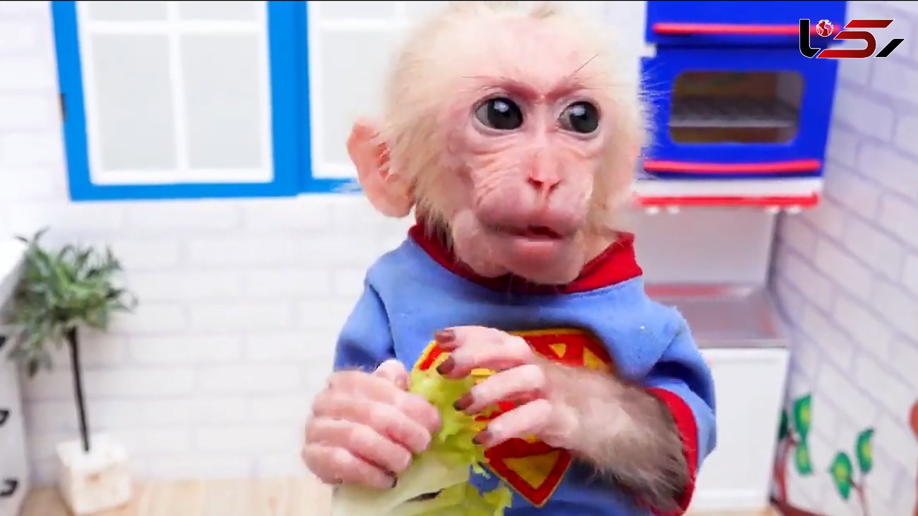 بچه میمون شکمو را ببینید / فیلم