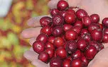 داروی گیاهی برای رفع تنگی نفس و عفونت ریه / فیلم