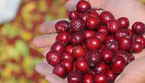 داروی گیاهی برای رفع تنگی نفس و عفونت ریه / فیلم