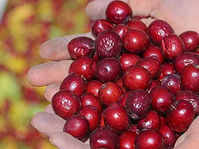 داروی گیاهی برای رفع تنگی نفس و عفونت ریه / فیلم