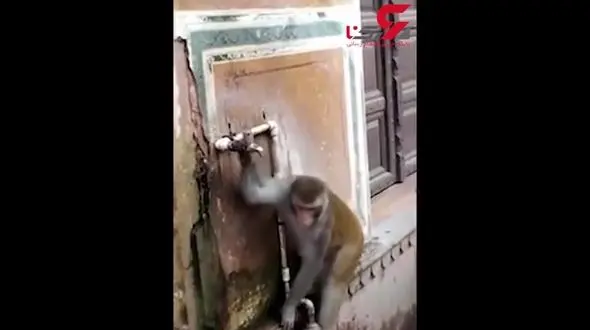 حرکت باورنکردنی یک میمون پس از آب خوردن+فیلم