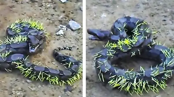 چطور حیوانات به هم حمله می کنند؟ + فیلم 