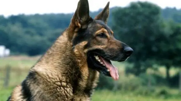 ‌سگ‌ گردانی با قلاده ‌جرم نیست + جزییات