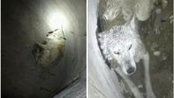 عکس عجیب یک گرگ گرفتار داخل مخزن قدیمی آب در کرمان