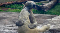 همزیستی 2 خرس قطبی در نخستین دیدار + فیلم