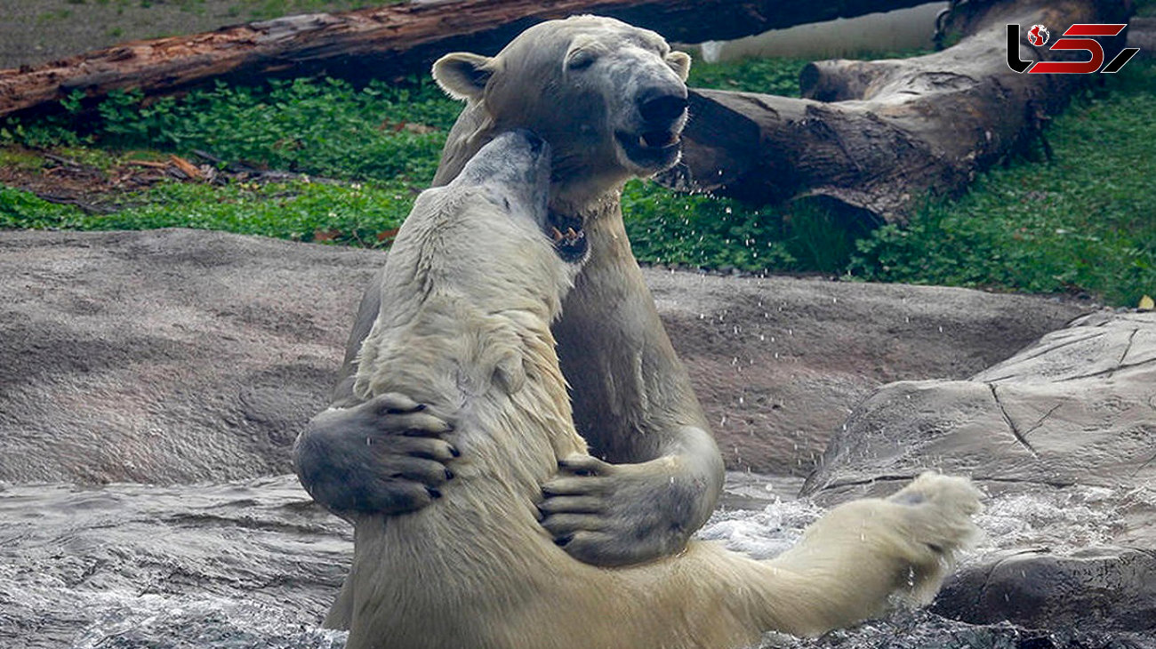 همزیستی 2 خرس قطبی در نخستین دیدار + فیلم