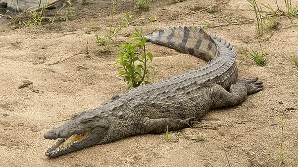 این مادر فداکار با شگردی قدیمی پسر بچه اش را از دهان کروکودیل بیرون کشید+فیلم / آفریقا