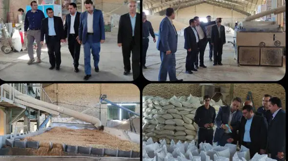 تولید سالانه 1200تن بذر اصلاح شده در هشترود